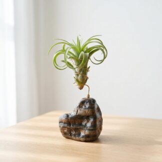 Natural Stone Air Plant Holder with Wire Coil
